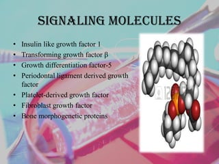 SIGNALING MOLECULES
• Insulin like growth factor 1
• Transforming growth factor β
• Growth differentiation factor-5
• Periodontal ligament derived growth
factor
• Platelet-derived growth factor
• Fibroblast growth factor
• Bone morphogenetic proteins
 