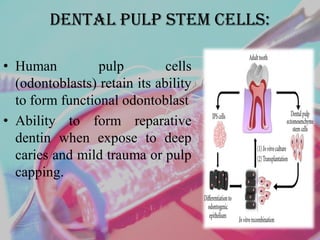 Dental Pulp Stem Cells:
• Human pulp cells
(odontoblasts) retain its ability
to form functional odontoblast
• Ability to form reparative
dentin when expose to deep
caries and mild trauma or pulp
capping.
 