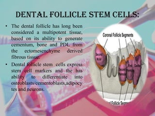 Dental Follicle Stem Cells:
• The dental follicle has long been
considered a multipotent tissue,
based on its ability to generate
cementum, bone and PDL from
the ectomesenchyme derived
fibrous tissue.
• Dental follicle stem cells express
stem cell markers and the has
ability to differentiate into
osteoblasts/cementoblasts,adipocy
tes and neurons.
 