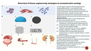 Tissue Engineering in Urology Principles, Progress, and Promise.pptx