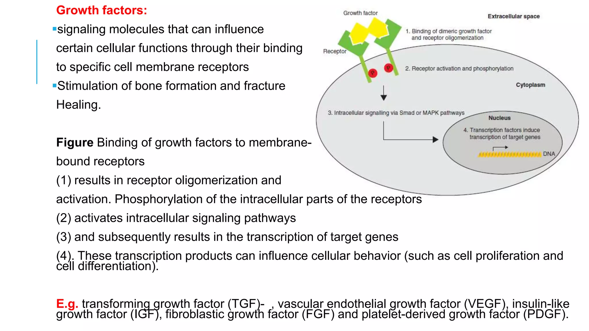 Growth factors:
signaling molecules that can influence
certain cellular functions through their binding
to specific cell membrane receptors
Stimulation of bone formation and fracture
Healing.
Figure Binding of growth factors to membranebound receptors
(1) results in receptor oligomerization and
activation. Phosphorylation of the intracellular parts of the receptors
(2) activates intracellular signaling pathways
(3) and subsequently results in the transcription of target genes
(4). These transcription products can influence cellular behavior (such as cell proliferation and
cell differentiation).
E.g. transforming growth factor (TGF)- , vascular endothelial growth factor (VEGF), insulin-like
growth factor (IGF), fibroblastic growth factor (FGF) and platelet-derived growth factor (PDGF).

 