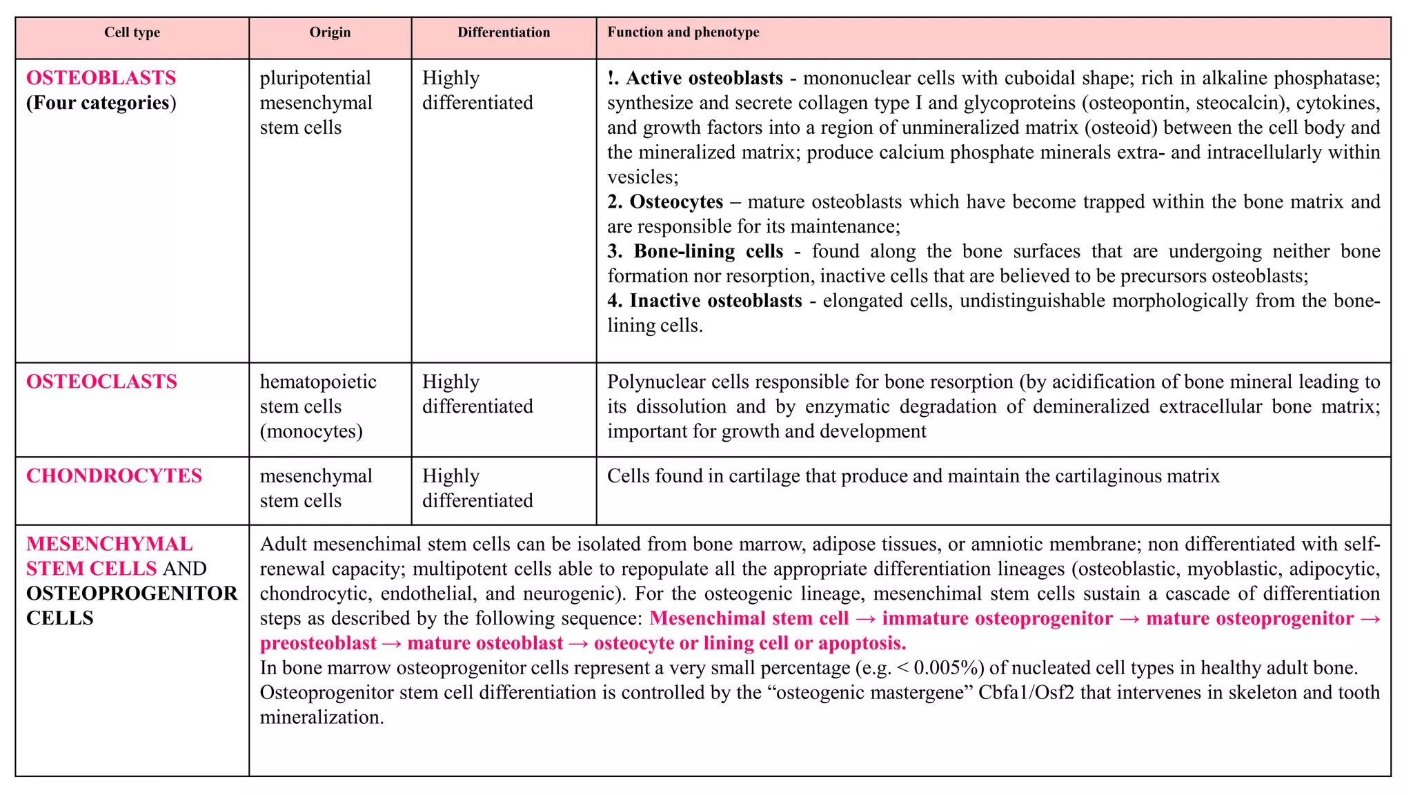 Cell type

Origin

Differentiation

Function and phenotype

OSTEOBLASTS
(Four categories)

pluripotential
mesenchymal
stem cells

Highly
differentiated

!. Active osteoblasts - mononuclear cells with cuboidal shape; rich in alkaline phosphatase;
synthesize and secrete collagen type I and glycoproteins (osteopontin, steocalcin), cytokines,
and growth factors into a region of unmineralized matrix (osteoid) between the cell body and
the mineralized matrix; produce calcium phosphate minerals extra- and intracellularly within
vesicles;
2. Osteocytes – mature osteoblasts which have become trapped within the bone matrix and
are responsible for its maintenance;
3. Bone-lining cells - found along the bone surfaces that are undergoing neither bone
formation nor resorption, inactive cells that are believed to be precursors osteoblasts;
4. Inactive osteoblasts - elongated cells, undistinguishable morphologically from the bonelining cells.

OSTEOCLASTS

hematopoietic
stem cells
(monocytes)

Highly
differentiated

Polynuclear cells responsible for bone resorption (by acidification of bone mineral leading to
its dissolution and by enzymatic degradation of demineralized extracellular bone matrix;
important for growth and development

CHONDROCYTES

mesenchymal
stem cells

Highly
differentiated

Cells found in cartilage that produce and maintain the cartilaginous matrix

MESENCHYMAL
STEM CELLS AND
OSTEOPROGENITOR
CELLS

Adult mesenchimal stem cells can be isolated from bone marrow, adipose tissues, or amniotic membrane; non differentiated with selfrenewal capacity; multipotent cells able to repopulate all the appropriate differentiation lineages (osteoblastic, myoblastic, adipocytic,
chondrocytic, endothelial, and neurogenic). For the osteogenic lineage, mesenchimal stem cells sustain a cascade of differentiation
steps as described by the following sequence: Mesenchimal stem cell → immature osteoprogenitor → mature osteoprogenitor →
preosteoblast → mature osteoblast → osteocyte or lining cell or apoptosis.
In bone marrow osteoprogenitor cells represent a very small percentage (e.g. < 0.005%) of nucleated cell types in healthy adult bone.
Osteoprogenitor stem cell differentiation is controlled by the “osteogenic mastergene” Cbfa1/Osf2 that intervenes in skeleton and tooth
mineralization.

 