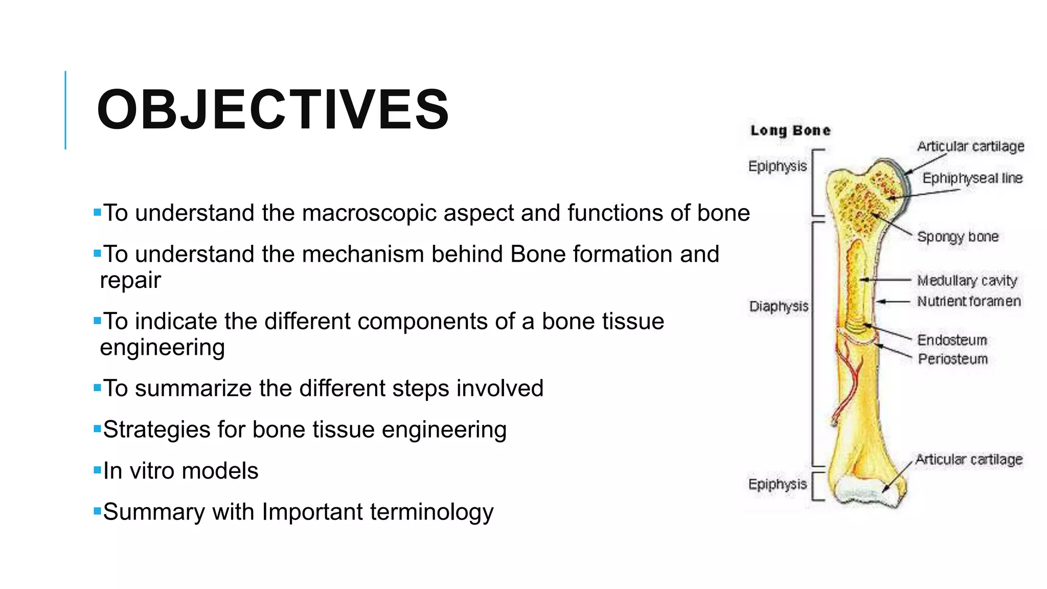 OBJECTIVES
To understand the macroscopic aspect and functions of bone
To understand the mechanism behind Bone formation and
repair
To indicate the different components of a bone tissue
engineering
To summarize the different steps involved
Strategies for bone tissue engineering
In vitro models
Summary with Important terminology

 