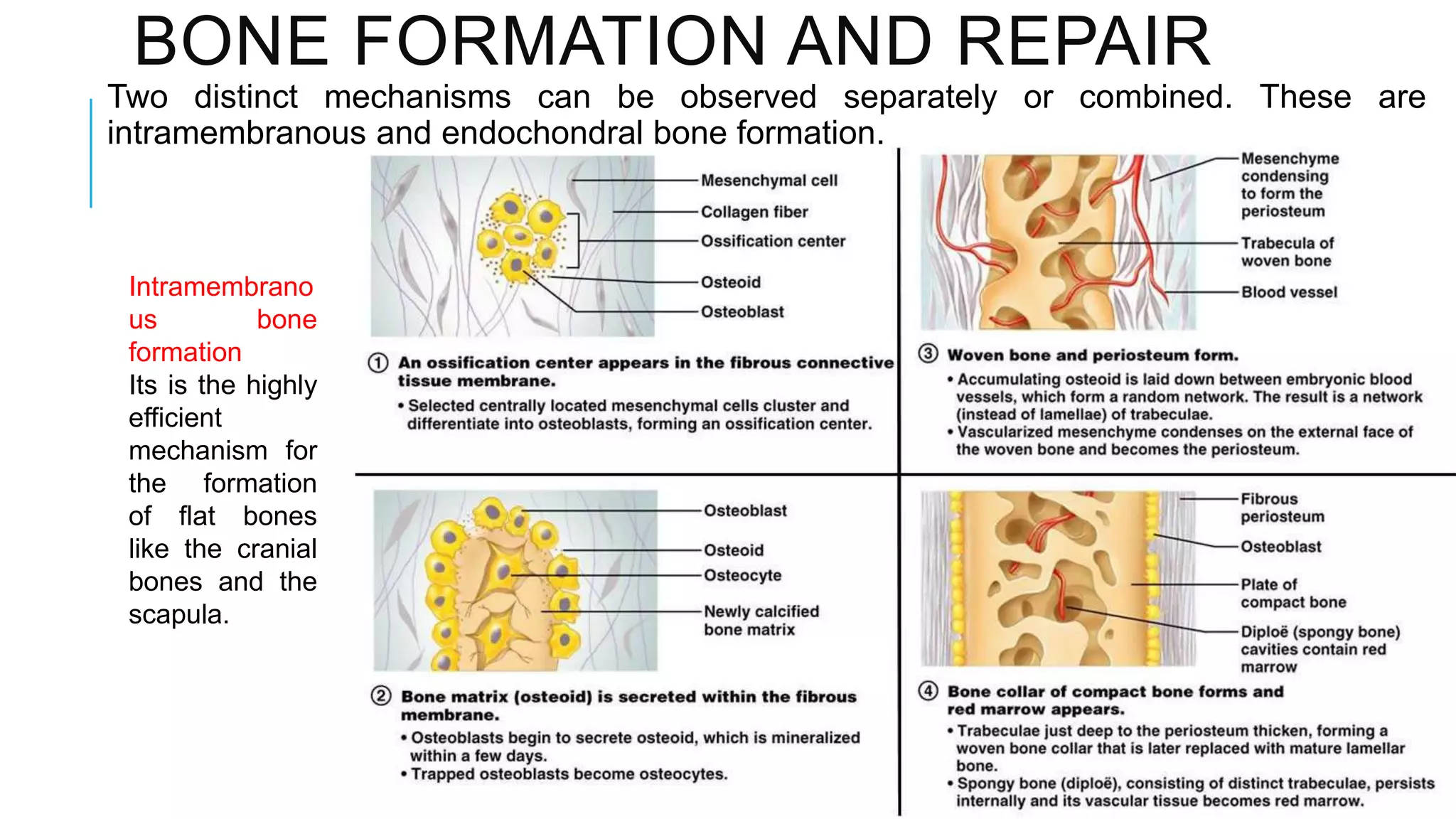 BONE FORMATION AND REPAIR
Two distinct mechanisms can be observed separately or combined. These are
intramembranous and endochondral bone formation.

Intramembrano
us
bone
formation
Its is the highly
efficient
mechanism for
the formation
of flat bones
like the cranial
bones and the
scapula.

 