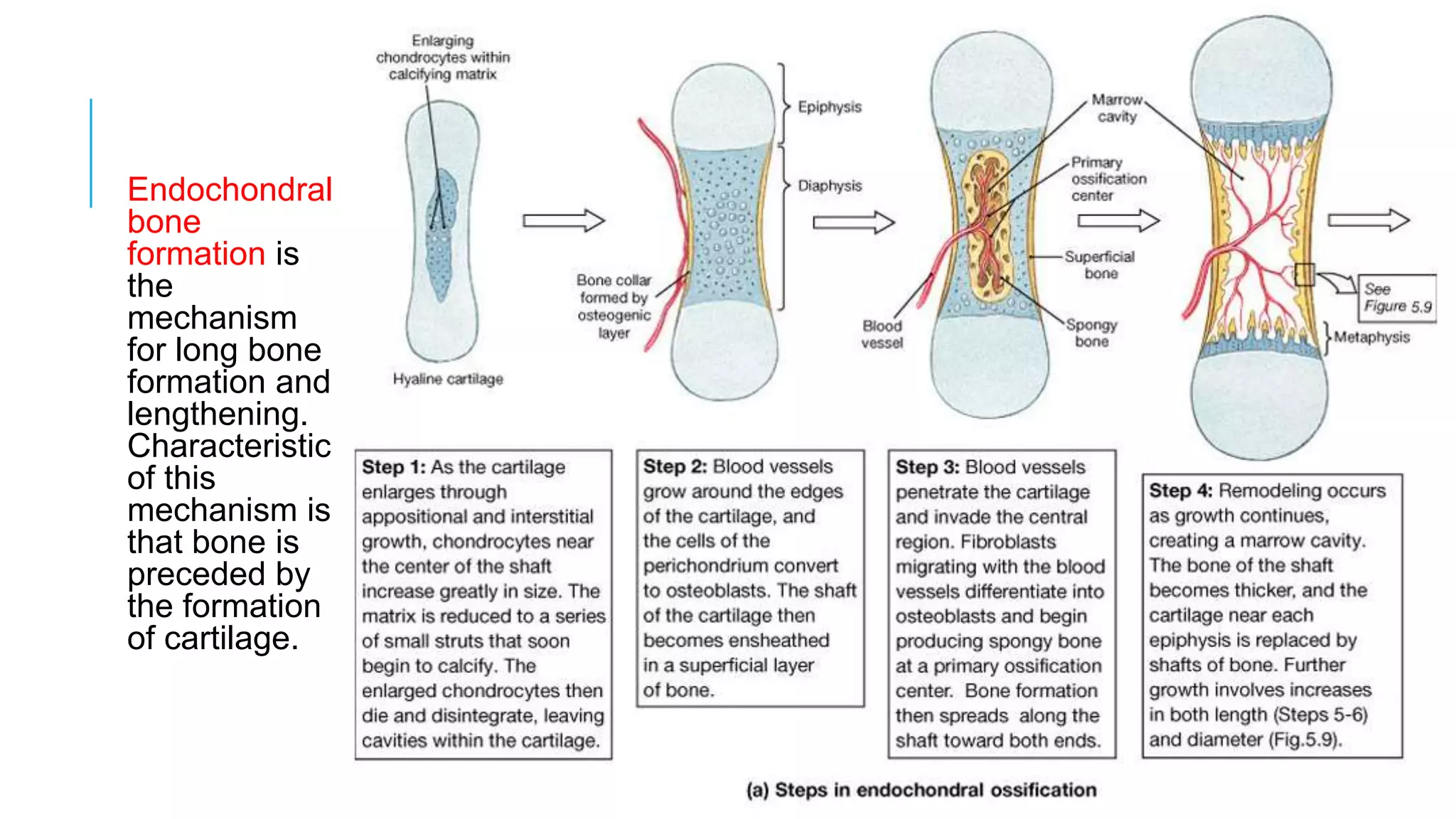 Endochondral
bone
formation is
the
mechanism
for long bone
formation and
lengthening.
Characteristic
of this
mechanism is
that bone is
preceded by
the formation
of cartilage.

 
