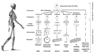 Tissue engineering of bone | PPTX