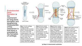 Tissue engineering of bone | PPTX