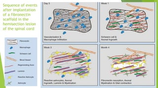 Sequence of events
after implantation
of a fibronectin
scaffold in the
hemisection lesion
of the spinal cord

 