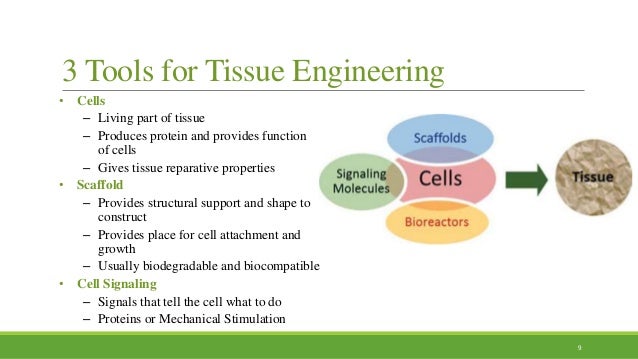 types of scaffolds in tissue engineering Tissue Engineering: Scaffold Materials types of scaffolds in tissue engineering Tissue Engineering: Scaffold Materials