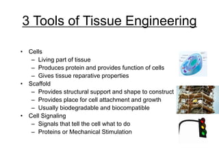 3 Tools of Tissue Engineering
• Cells
– Living part of tissue
– Produces protein and provides function of cells
– Gives tissue reparative properties
• Scaffold
– Provides structural support and shape to construct
– Provides place for cell attachment and growth
– Usually biodegradable and biocompatible
• Cell Signaling
– Signals that tell the cell what to do
– Proteins or Mechanical Stimulation
 