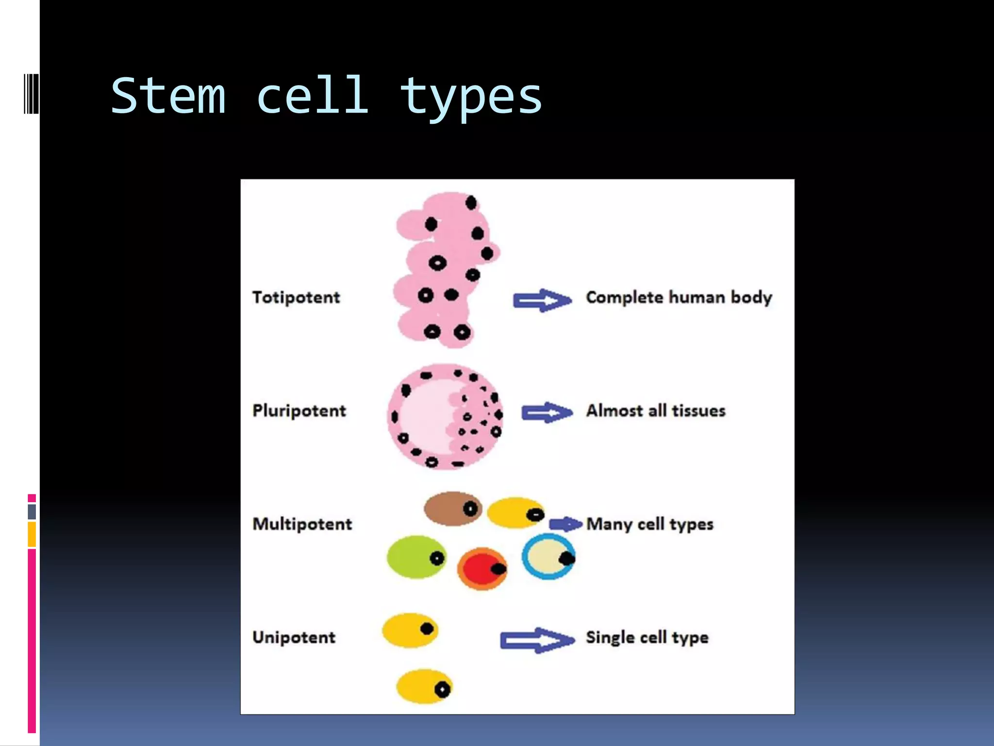 Stem cell types
 