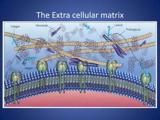 Collagen -Structure and Function | PDF