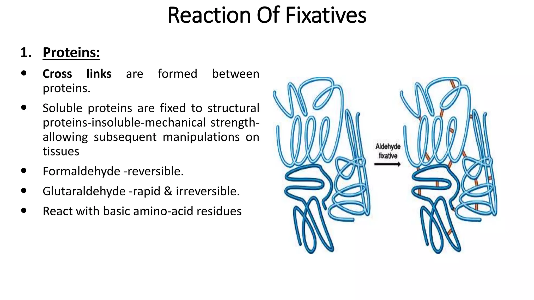 Reaction Of Fixatives
1. Proteins:
 Cross links are formed between
proteins.
 Soluble proteins are fixed to structural
proteins-insoluble-mechanical strength-
allowing subsequent manipulations on
tissues
 Formaldehyde -reversible.
 Glutaraldehyde -rapid & irreversible.
 React with basic amino-acid residues
 