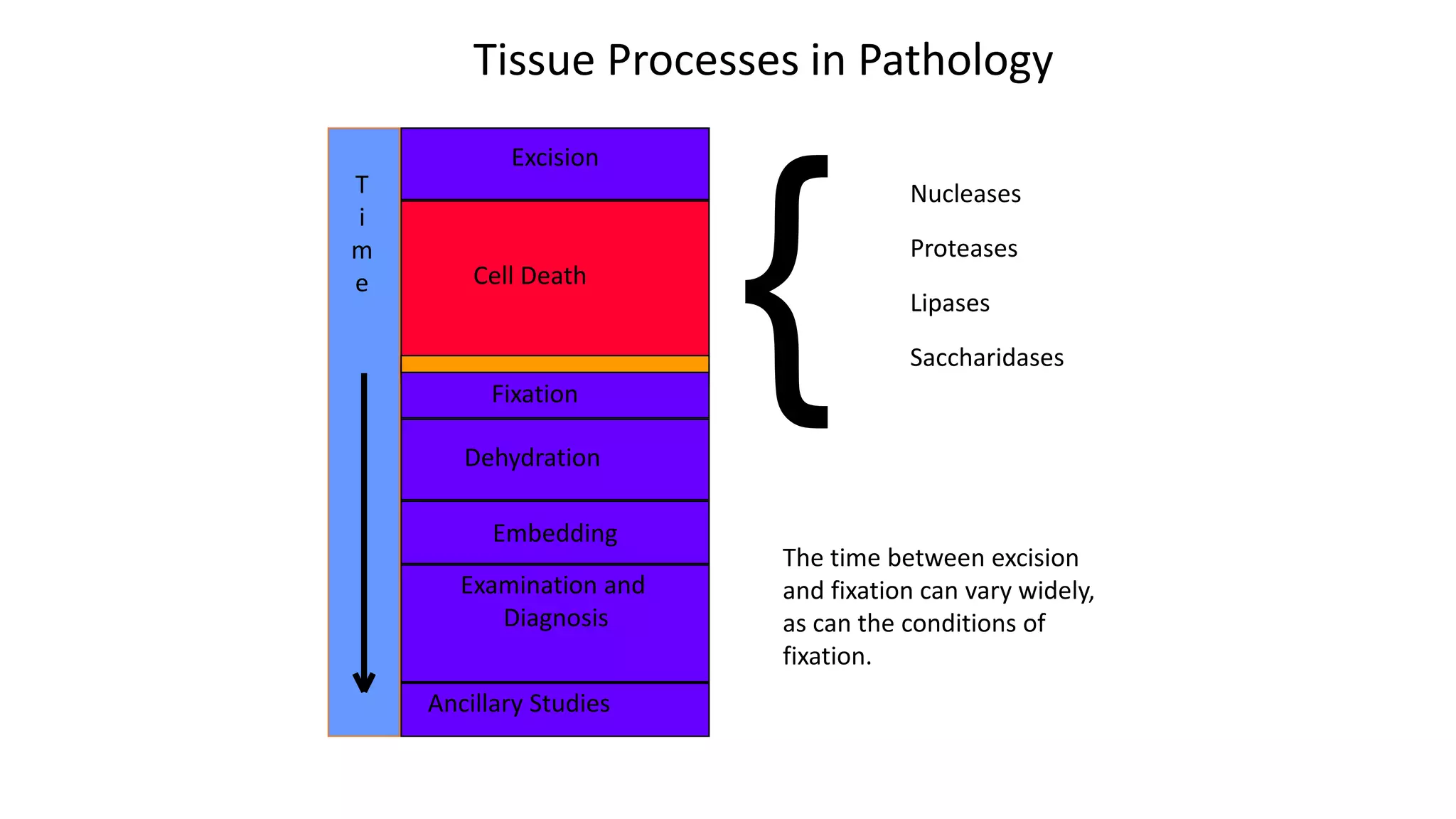 Excision
Cell Death
Fixation
Embedding
Dehydration
Examination and
Diagnosis
Ancillary Studies
T
i
m
e
{
Nucleases
Proteases
Lipases
Saccharidases
The time between excision
and fixation can vary widely,
as can the conditions of
fixation.
Tissue Processes in Pathology
 