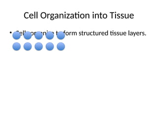 Tissue Formatipo Tissue_Formation_with_Diagrams and .pptx