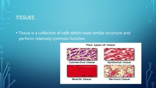 TISSUES - Types of tissues, structure and functions | PPTX