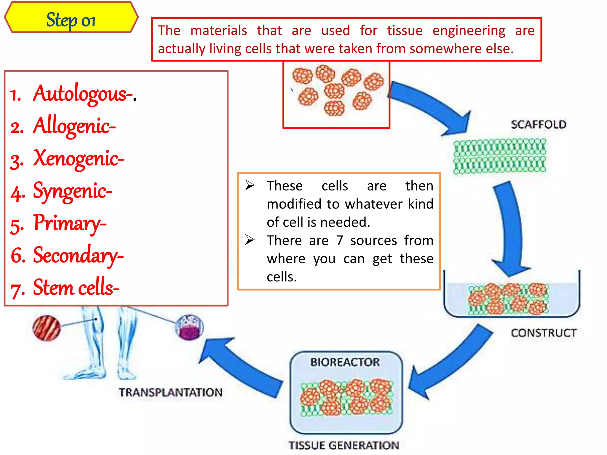 Step 01
 These cells are then
modified to whatever kind
of cell is needed.
 There are 7 sources from
where you can get these
cells.
The materials that are used for tissue engineering are
actually living cells that were taken from somewhere else.
1. Autologous-.
2. Allogenic-
3. Xenogenic-
4. Syngenic-
5. Primary-
6. Secondary-
7. Stemcells-
 