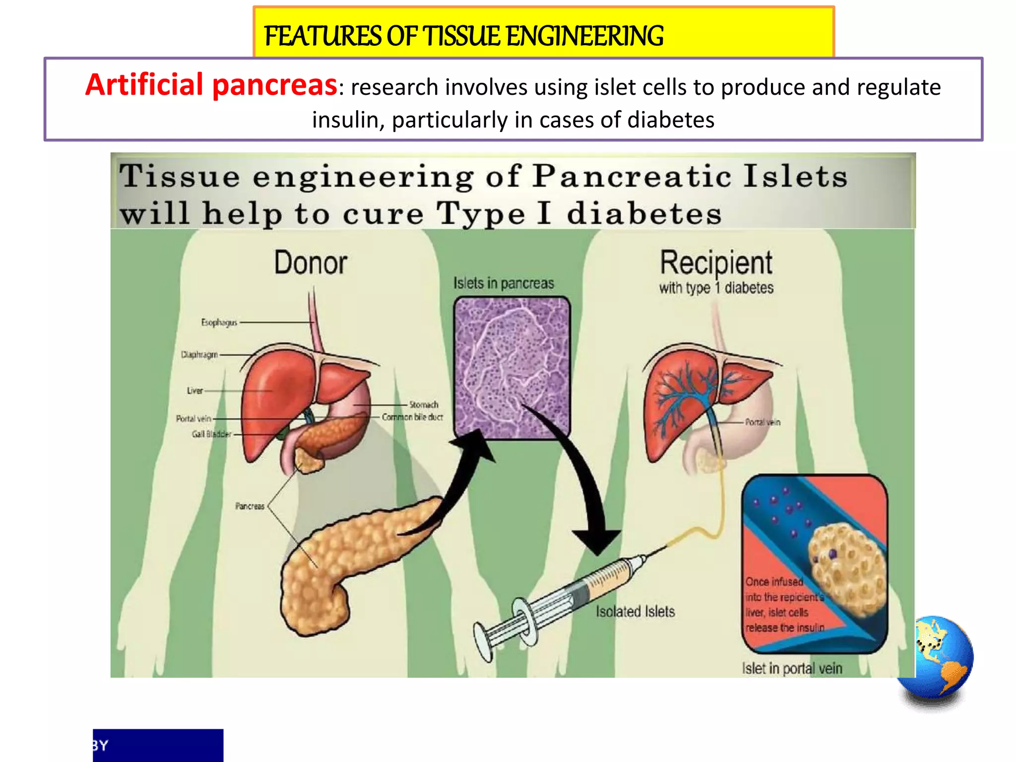 FEATURESOF TISSUEENGINEERING
Artificial pancreas: research involves using islet cells to produce and regulate
insulin, particularly in cases of diabetes
 