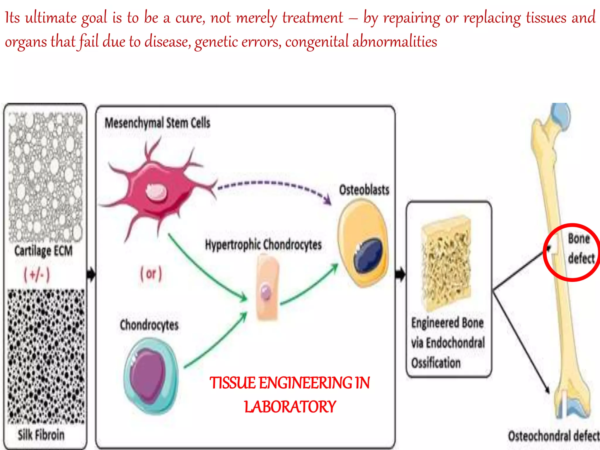 Its ultimate goal is to be a cure, not merely treatment – by repairing or replacing tissues and
organs that fail due to disease, genetic errors, congenital abnormalities
TISSUEENGINEERINGIN
LABORATORY
 