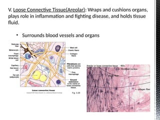 Tissue Fight Tissue in the Body Anatomy and Physiology 2025.pptx