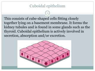 Cuboidal epithelium
10
This consists of cube-shaped cells fitting closely
together lying on a basement membrane. It forms the
kidney tubules and is found in some glands such as the
thyroid. Cuboidal epithelium is actively involved in
secretion, absorption and/or excretion.
 