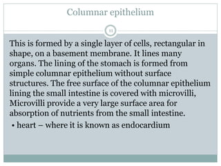 Columnar epithelium
11
This is formed by a single layer of cells, rectangular in
shape, on a basement membrane. It lines many
organs. The lining of the stomach is formed from
simple columnar epithelium without surface
structures. The free surface of the columnar epithelium
lining the small intestine is covered with microvilli,
Microvilli provide a very large surface area for
absorption of nutrients from the small intestine.
• heart – where it is known as endocardium
 