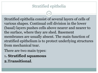 Stratified epithelia
12
Stratified epithelia consist of several layers of cells of
various shapes. Continual cell division in the lower
(basal) layers pushes cells above nearer and nearer to
the surface, where they are shed. Basement
membranes are usually absent. The main function of
stratified epithelium is to protect underlying structures
from mechanical tear.
There are two main types:
1. Stratified squamous
2.Transitional.
 