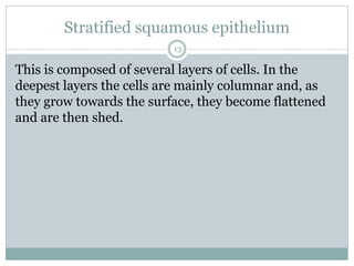 Stratified squamous epithelium
13
This is composed of several layers of cells. In the
deepest layers the cells are mainly columnar and, as
they grow towards the surface, they become flattened
and are then shed.
 