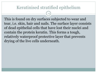 Keratinised stratified epithelium
14
This is found on dry surfaces subjected to wear and
tear, i.e. skin, hair and nails. The surface layer consists
of dead epithelial cells that have lost their nuclei and
contain the protein keratin. This forms a tough,
relatively waterproof protective layer that prevents
drying of the live cells underneath.
 