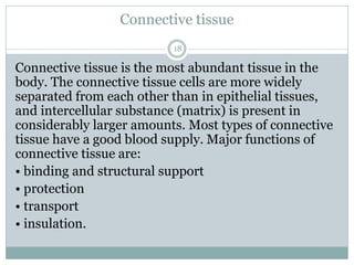 Connective tissue
18
Connective tissue is the most abundant tissue in the
body. The connective tissue cells are more widely
separated from each other than in epithelial tissues,
and intercellular substance (matrix) is present in
considerably larger amounts. Most types of connective
tissue have a good blood supply. Major functions of
connective tissue are:
• binding and structural support
• protection
• transport
• insulation.
 