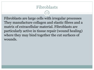 Fibroblasts
20
Fibroblasts are large cells with irregular processes
They manufacture collagen and elastic fibres and a
matrix of extracellular material. Fibroblasts are
particularly active in tissue repair (wound healing)
where they may bind together the cut surfaces of
wounds.
 