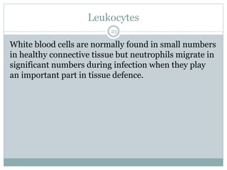 Leukocytes
23
White blood cells are normally found in small numbers
in healthy connective tissue but neutrophils migrate in
significant numbers during infection when they play
an important part in tissue defence.
 