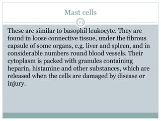 Mast cells
24
These are similar to basophil leukocyte. They are
found in loose connective tissue, under the fibrous
capsule of some organs, e.g. liver and spleen, and in
considerable numbers round blood vessels. Their
cytoplasm is packed with granules containing
heparin, histamine and other substances, which are
released when the cells are damaged by disease or
injury.
 