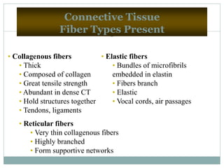 25
Connective Tissue
Fiber Types Present
• Collagenous fibers
• Thick
• Composed of collagen
• Great tensile strength
• Abundant in dense CT
• Hold structures together
• Tendons, ligaments
• Elastic fibers
• Bundles of microfibrils
embedded in elastin
• Fibers branch
• Elastic
• Vocal cords, air passages
• Reticular fibers
• Very thin collagenous fibers
• Highly branched
• Form supportive networks
 
