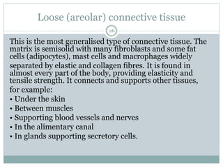 Loose (areolar) connective tissue
26
This is the most generalised type of connective tissue. The
matrix is semisolid with many fibroblasts and some fat
cells (adipocytes), mast cells and macrophages widely
separated by elastic and collagen fibres. It is found in
almost every part of the body, providing elasticity and
tensile strength. It connects and supports other tissues,
for example:
• Under the skin
• Between muscles
• Supporting blood vessels and nerves
• In the alimentary canal
• In glands supporting secretory cells.
 