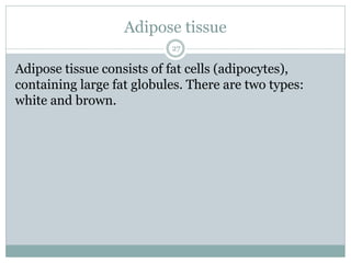 Adipose tissue
27
Adipose tissue consists of fat cells (adipocytes),
containing large fat globules. There are two types:
white and brown.
 