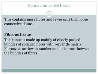 Dense connective tissue
31
This contains more fibres and fewer cells than loose
connective tissue.
Fibrous tissue
This tissue is made up mainly of closely packed
bundles of collagen fibres with very little matrix.
Fibrocytes are few in number and lie in rows between
the bundles of fibres.
 