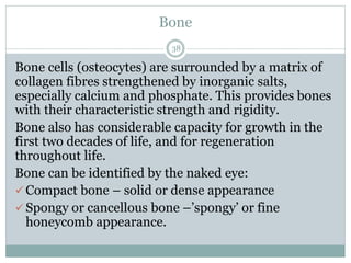 Bone
38
Bone cells (osteocytes) are surrounded by a matrix of
collagen fibres strengthened by inorganic salts,
especially calcium and phosphate. This provides bones
with their characteristic strength and rigidity.
Bone also has considerable capacity for growth in the
first two decades of life, and for regeneration
throughout life.
Bone can be identified by the naked eye:
✓ Compact bone – solid or dense appearance
✓ Spongy or cancellous bone –’spongy’ or fine
honeycomb appearance.
 