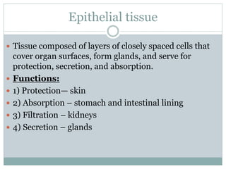 Epithelial tissue
 Tissue composed of layers of closely spaced cells that
cover organ surfaces, form glands, and serve for
protection, secretion, and absorption.
 Functions:
 1) Protection— skin
 2) Absorption – stomach and intestinal lining
 3) Filtration – kidneys
 4) Secretion – glands
 
