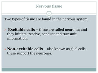 Nervous tissue
44
Two types of tissue are found in the nervous system.
➢ Excitable cells – these are called neurones and
they initiate, receive, conduct and transmit
information.
➢Non-excitable cells – also known as glial cells,
these support the neurones.
 