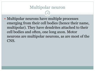 Multipolar neuron
46
 Multipolar neurons have multiple processes
emerging from their cell bodies (hence their name,
multipolar). They have dendrites attached to their
cell bodies and often, one long axon. Motor
neurons are multipolar neurons, as are most of the
CNS.
 