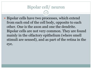 Bipolar cell/ neuron
47
 Bipolar cells have two processes, which extend
from each end of the cell body, opposite to each
other. One is the axon and one the dendrite.
Bipolar cells are not very common. They are found
mainly in the olfactory epithelium (where smell
stimuli are sensed), and as part of the retina in the
eye.
 