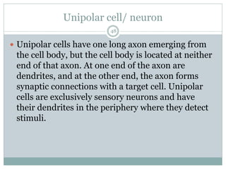 Unipolar cell/ neuron
48
 Unipolar cells have one long axon emerging from
the cell body, but the cell body is located at neither
end of that axon. At one end of the axon are
dendrites, and at the other end, the axon forms
synaptic connections with a target cell. Unipolar
cells are exclusively sensory neurons and have
their dendrites in the periphery where they detect
stimuli.
 