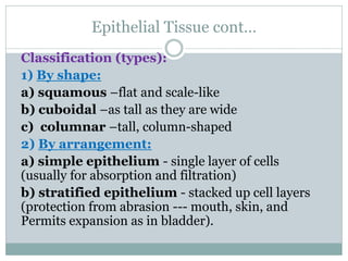 Epithelial Tissue cont…
Classification (types):
1) By shape:
a) squamous –flat and scale-like
b) cuboidal –as tall as they are wide
c) columnar –tall, column-shaped
2) By arrangement:
a) simple epithelium - single layer of cells
(usually for absorption and filtration)
b) stratified epithelium - stacked up cell layers
(protection from abrasion --- mouth, skin, and
Permits expansion as in bladder).
 