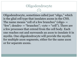 Oligodendrocyte
52
Oligodendrocyte, sometimes called just “oligo,” which
is the glial cell type that insulates axons in the CNS.
The name means “cell of a few branches” (oligo- =
“few”; dendro- = “branches”; -cyte = “cell”). There are
a few processes that extend from the cell body. Each
one reaches out and surrounds an axon to insulate it in
myelin. One oligodendrocyte will provide the myelin
for multiple axon segments, either for the same axon
or for separate axons.
 