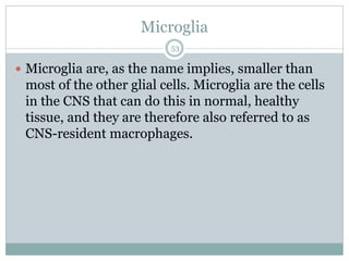 Microglia
53
 Microglia are, as the name implies, smaller than
most of the other glial cells. Microglia are the cells
in the CNS that can do this in normal, healthy
tissue, and they are therefore also referred to as
CNS-resident macrophages.
 