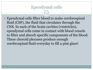 Ependymal cells
54
 Ependymal cells filter blood to make cerebrospinal
fluid (CSF), the fluid that circulates through the
CNS. In each of the brain cavities (ventricles),
ependymal cells come in contact with blood vessels
to filter and absorb specific components of the blood.
These choroid plexuses produce enough
cerebrospinal fluid everyday to fill a pint glass!
 