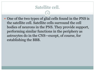 Satellite cell.
55
 One of the two types of glial cells found in the PNS is
the satellite cell. Satellite cells surround the cell
bodies of neurons in the PNS. They provide support,
performing similar functions in the periphery as
astrocytes do in the CNS—except, of course, for
establishing the BBB.
 