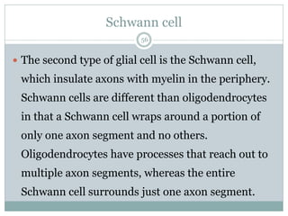 Schwann cell
56
 The second type of glial cell is the Schwann cell,
which insulate axons with myelin in the periphery.
Schwann cells are different than oligodendrocytes
in that a Schwann cell wraps around a portion of
only one axon segment and no others.
Oligodendrocytes have processes that reach out to
multiple axon segments, whereas the entire
Schwann cell surrounds just one axon segment.
 