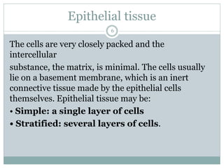 6
The cells are very closely packed and the
intercellular
substance, the matrix, is minimal. The cells usually
lie on a basement membrane, which is an inert
connective tissue made by the epithelial cells
themselves. Epithelial tissue may be:
• Simple: a single layer of cells
• Stratified: several layers of cells.
Epithelial tissue
 